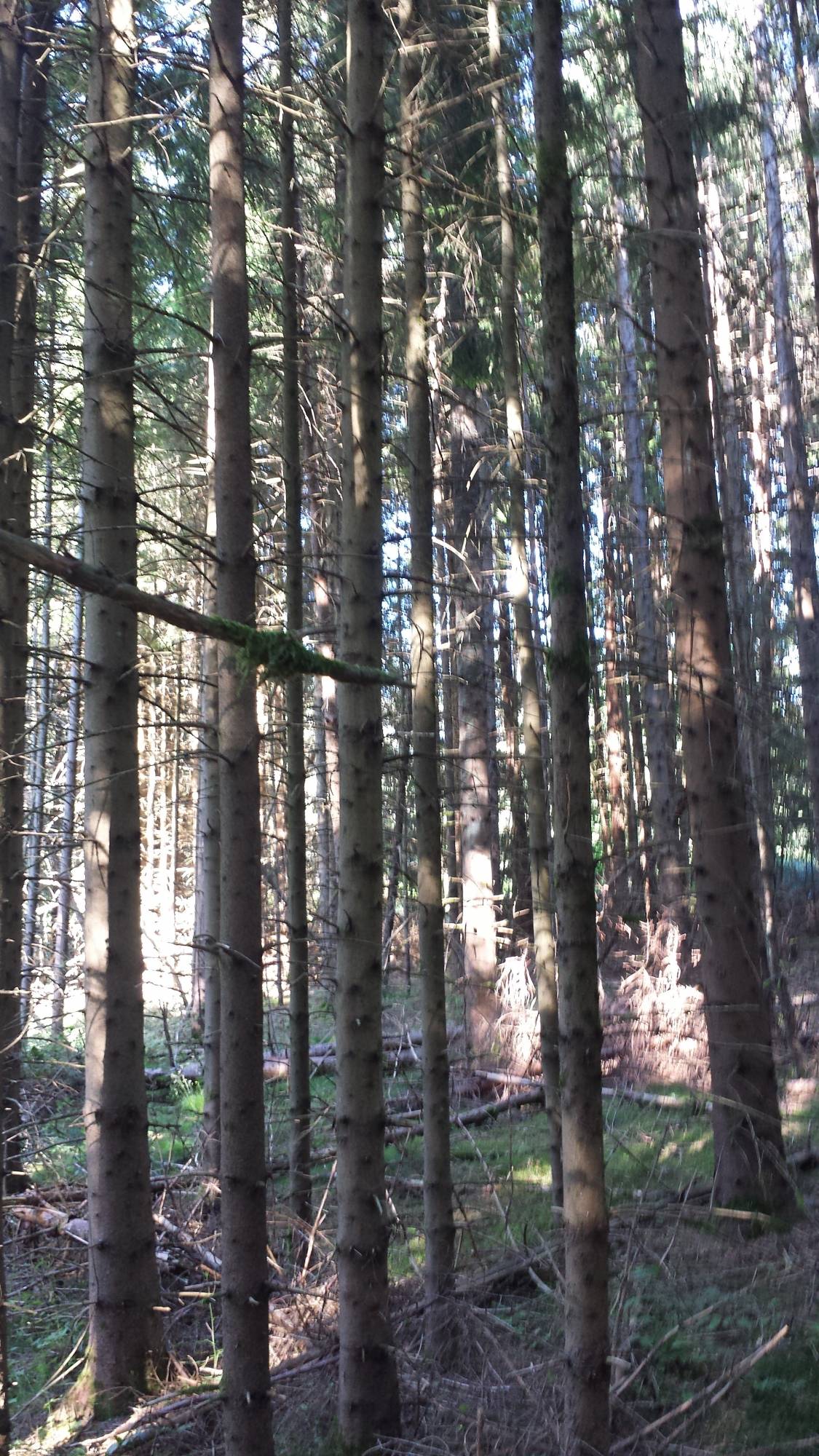 TERRAINS BOIS ET FORETS