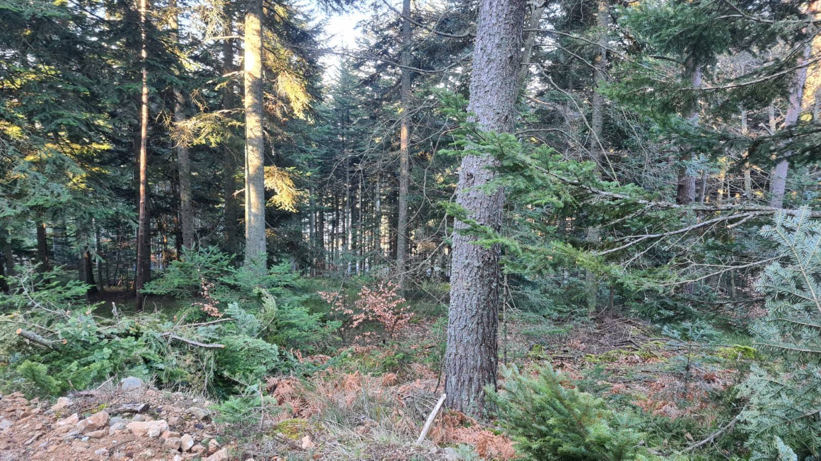 Terrain constructible belle vue expo sud-ouest à proximité du Chambon sur Lignon