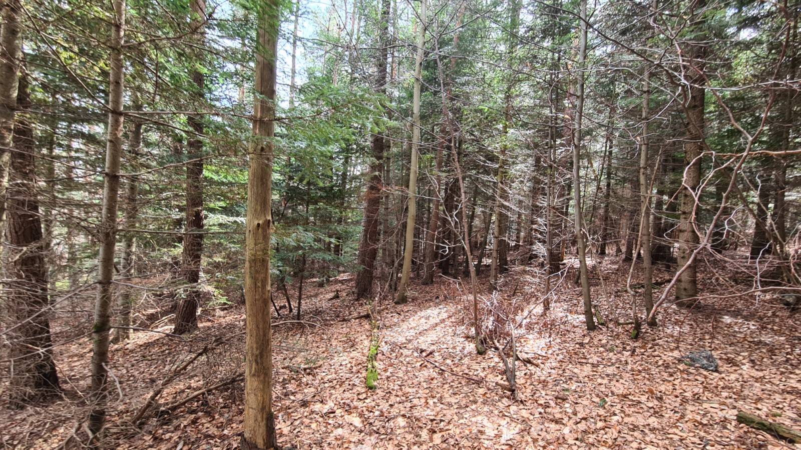 Terrain constructible à l'orée du village du Chambon
