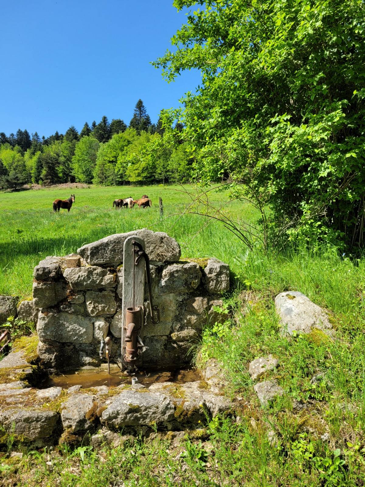EXCEPTIONNEL ! Ferme avec plus de 13.5 hectares et étang proche du centre du village du Chambon sur Lignon