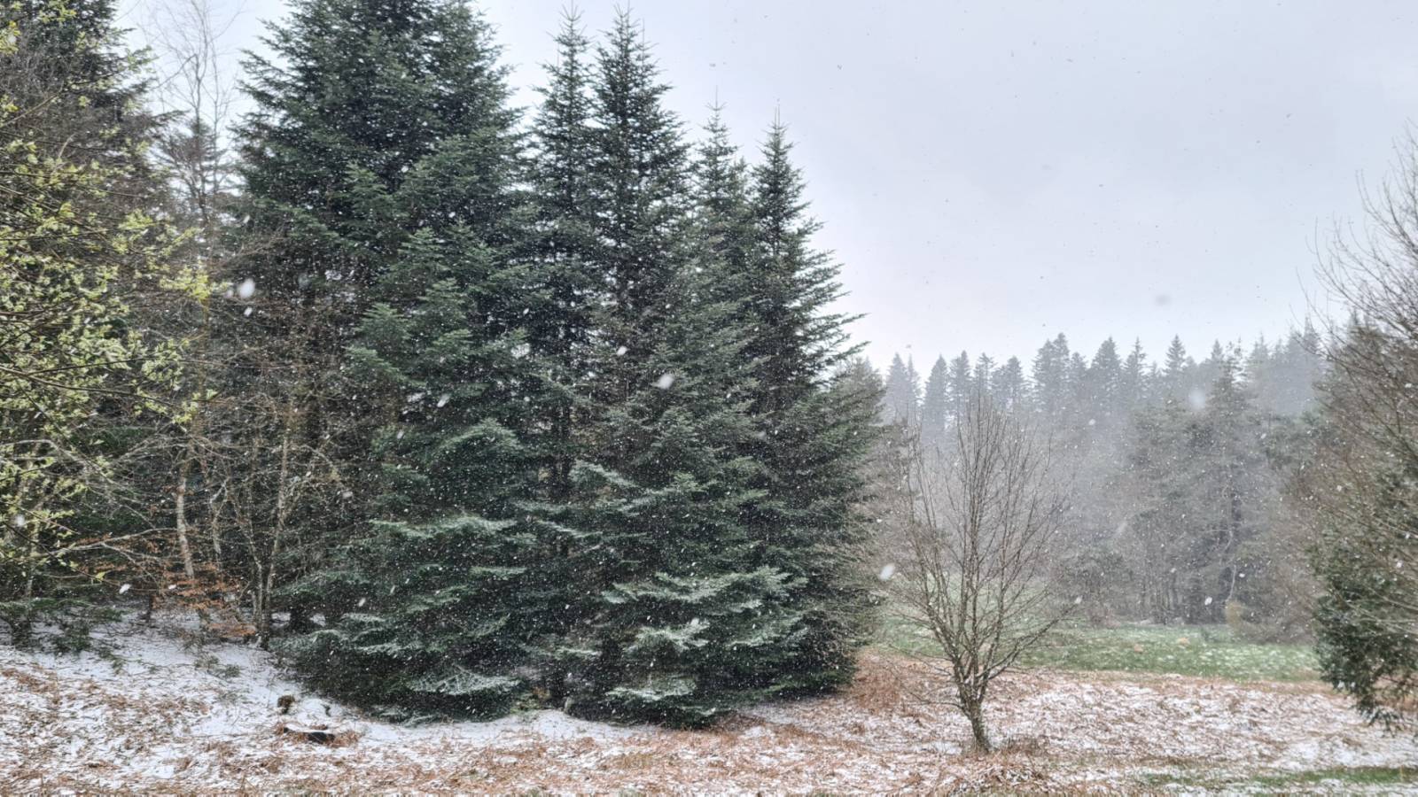 Parcelles de bois à proximité du village du Chambon sur Lignon