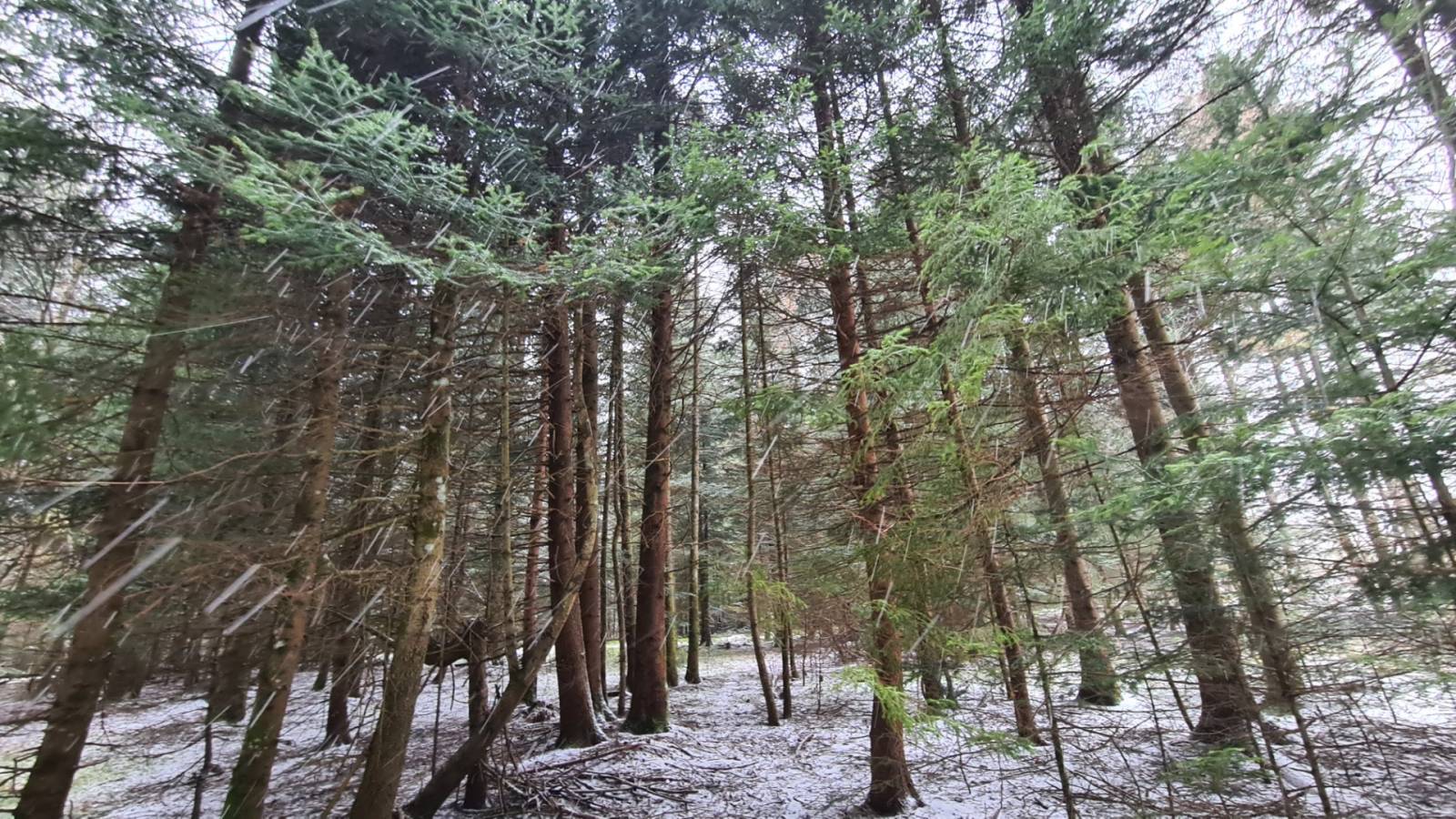 Parcelles de bois à proximité du village du Chambon sur Lignon