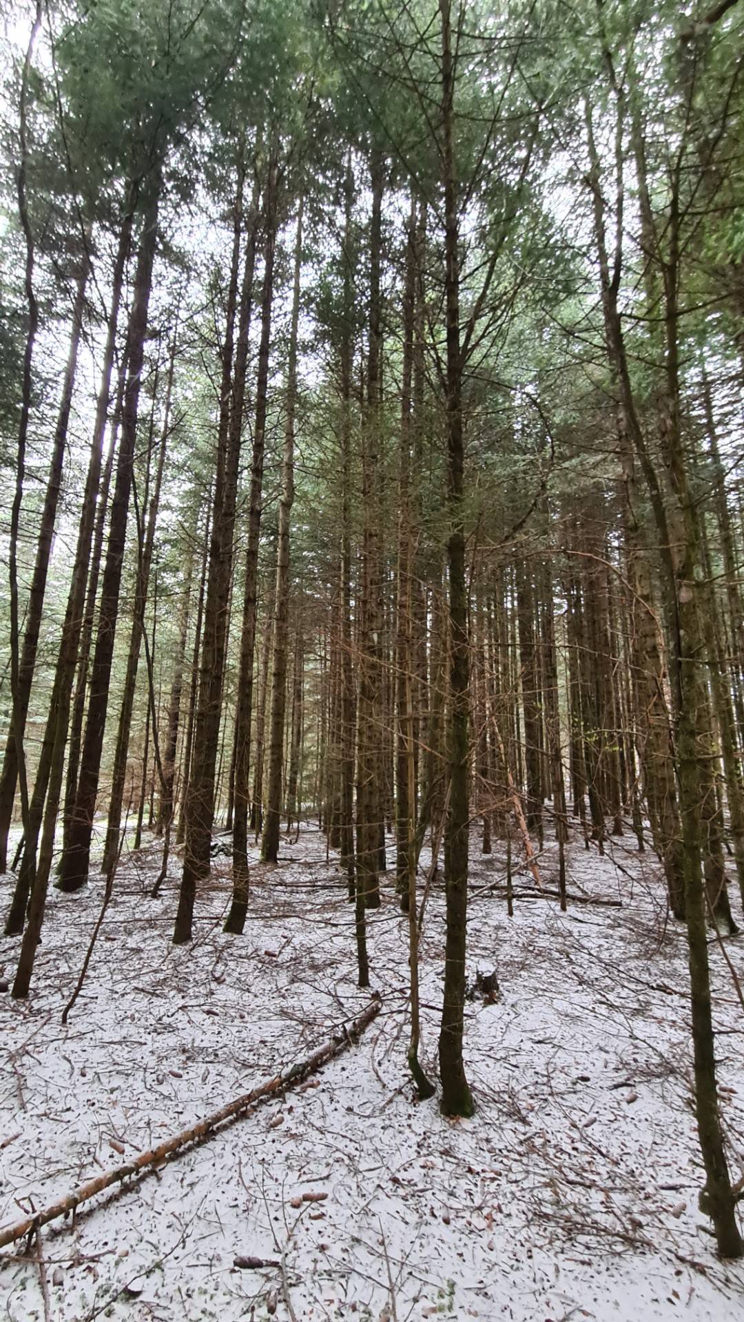 Parcelles de bois à proximité du village du Chambon sur Lignon
