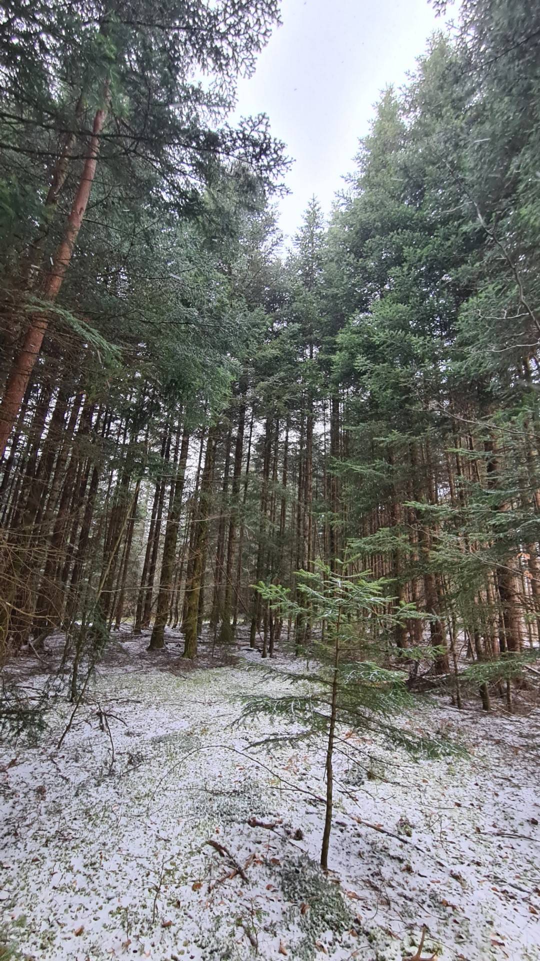 Parcelles de bois à proximité du village du Chambon sur Lignon