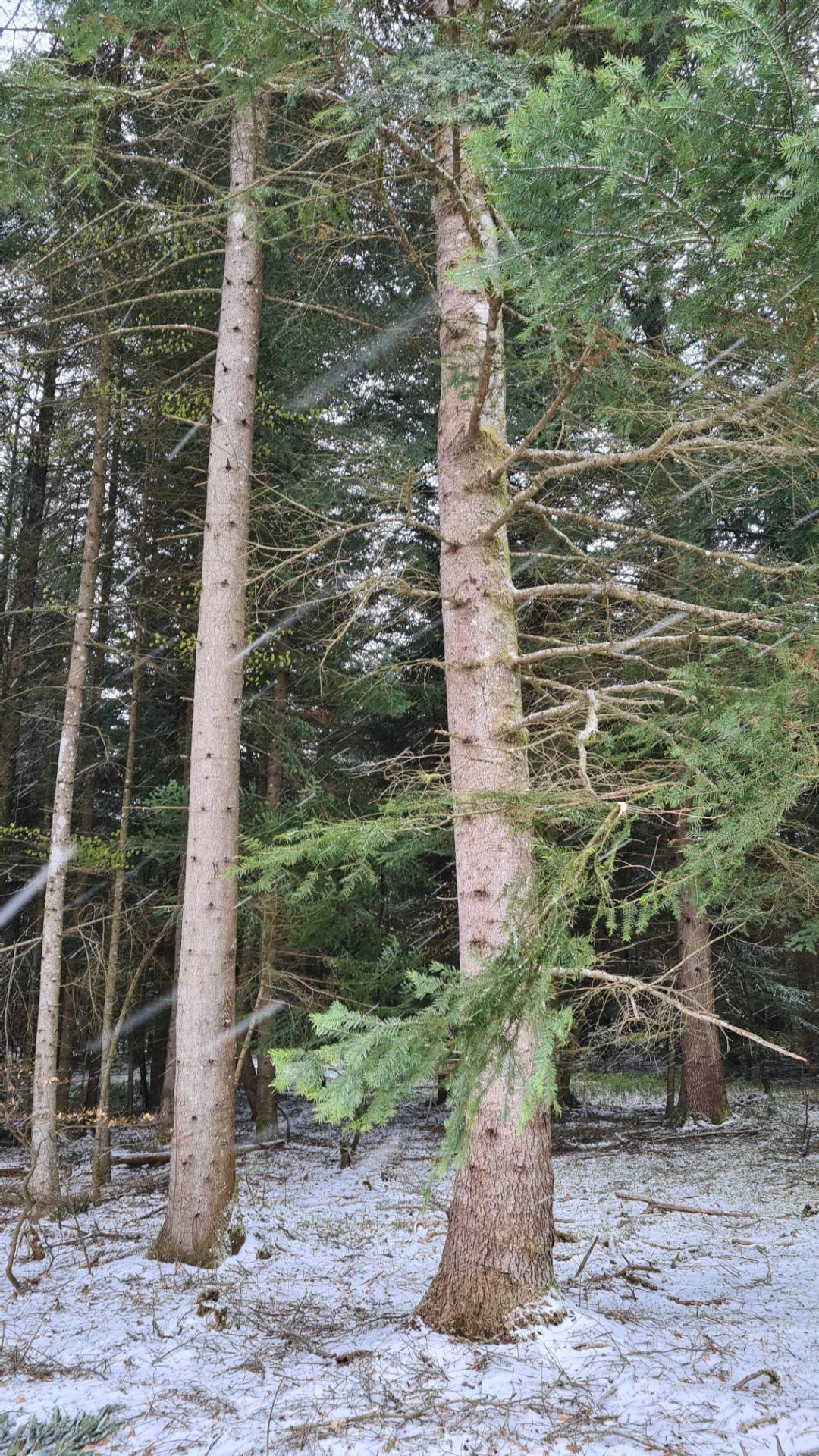 Parcelles de bois à proximité du village du Chambon sur Lignon