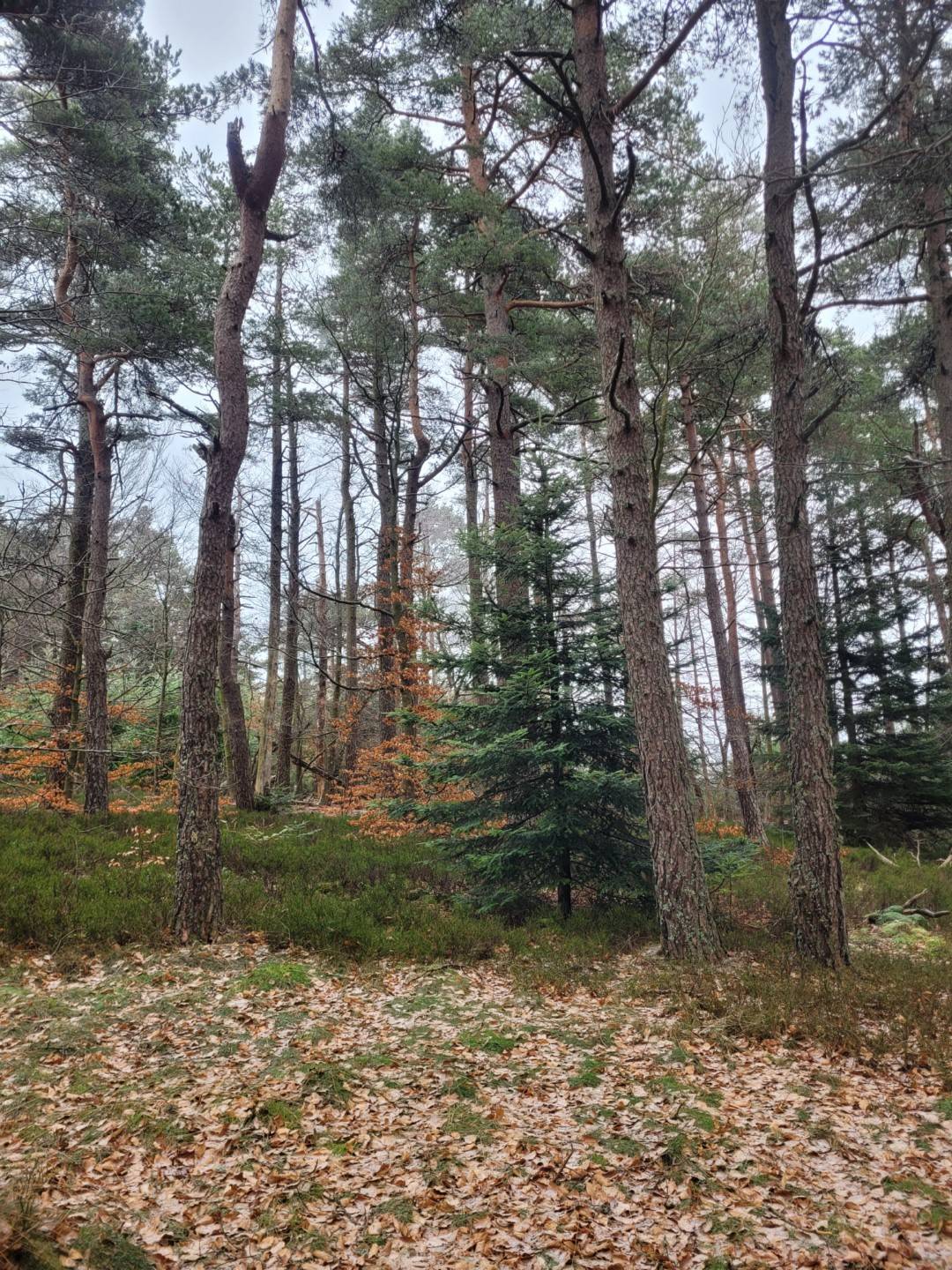 Foret Multi-essences proche de Devesset