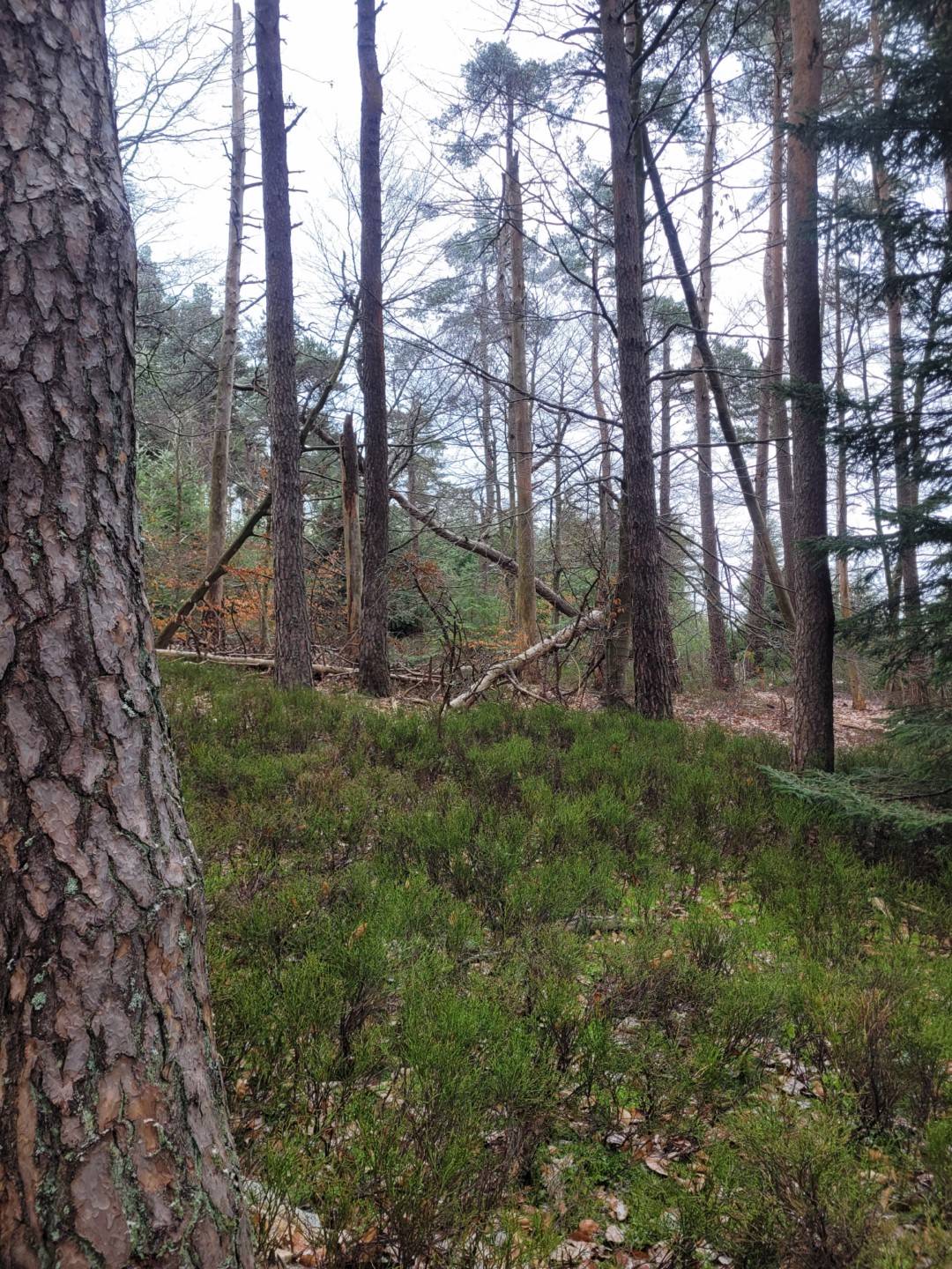 Foret Multi-essences proche de Devesset