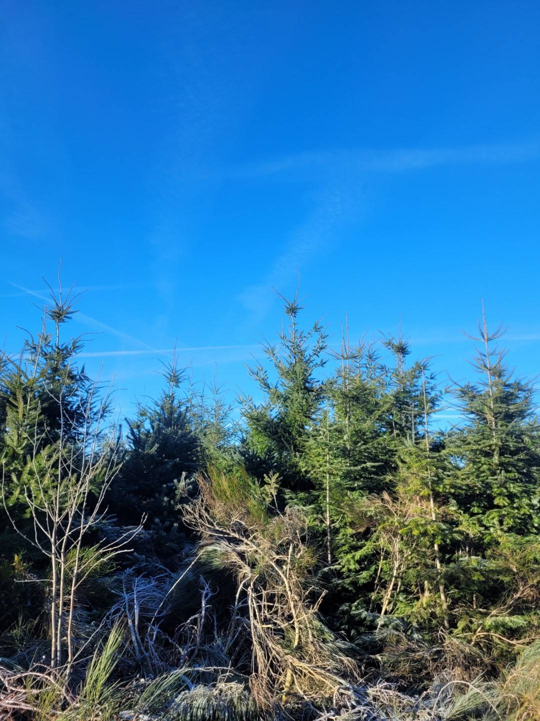 Foret Multi-essences proche de Devesset