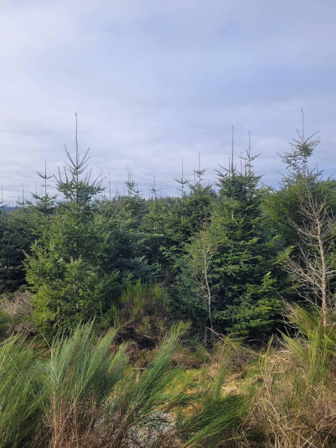 Foret Multi-essences proche de Devesset