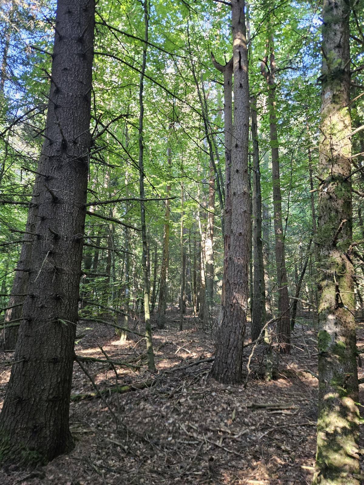 TERRAINS BOIS ET FORETS