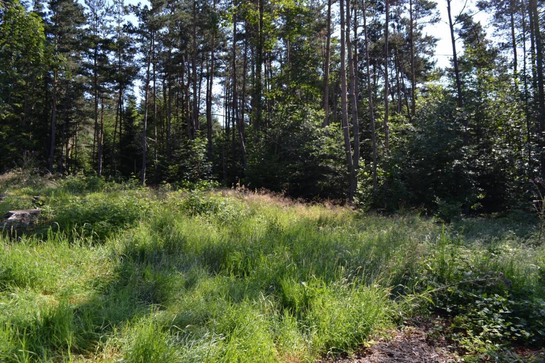 Terrain Le Chambon sur Lignon Quartier calme.  Orée du village.