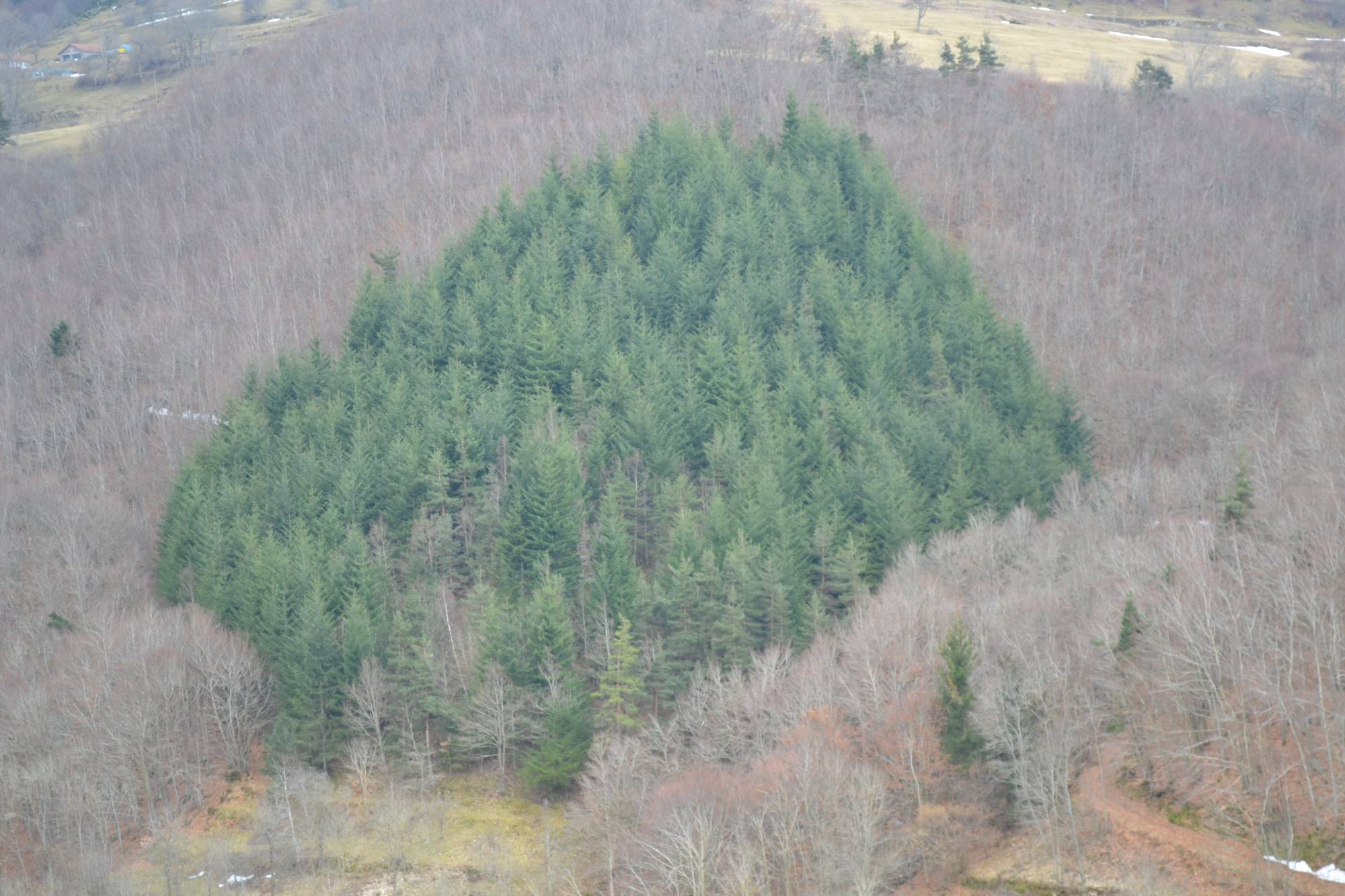 TERRAINS BOIS ET FORETS
