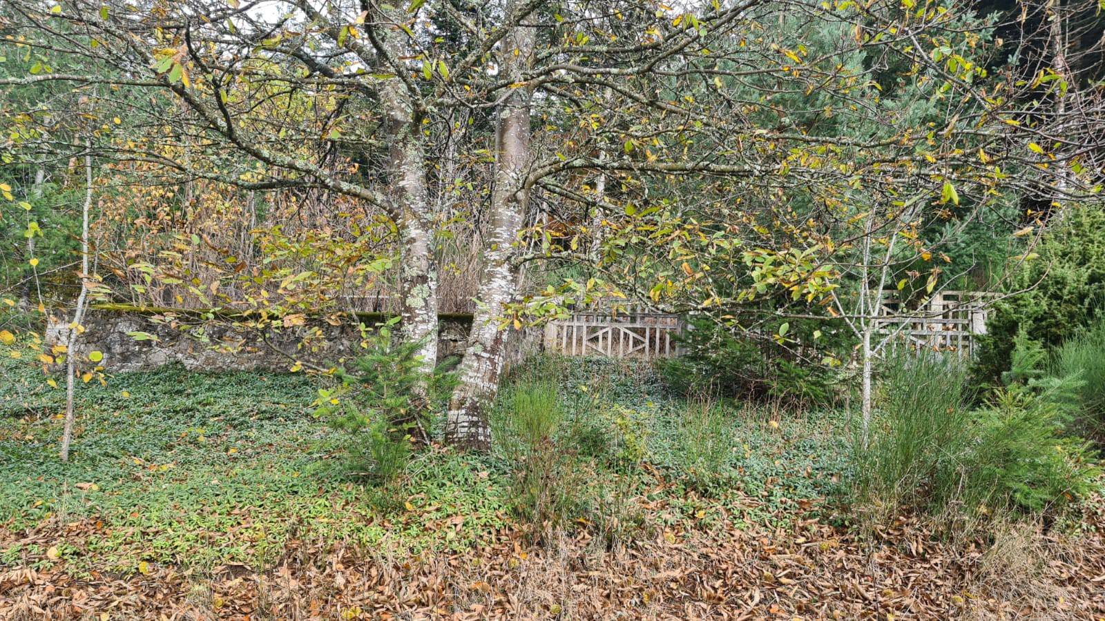 Forêt  de plus de 12Ha sur Le Chambon sur Lignon