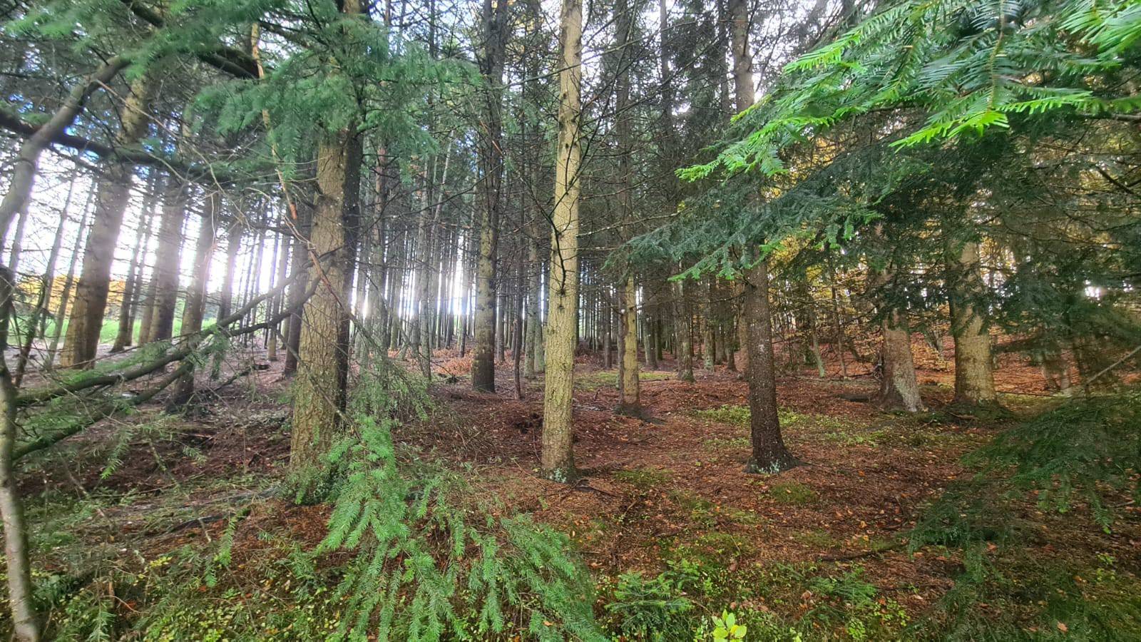 Forêt  de plus de 12Ha sur Le Chambon sur Lignon