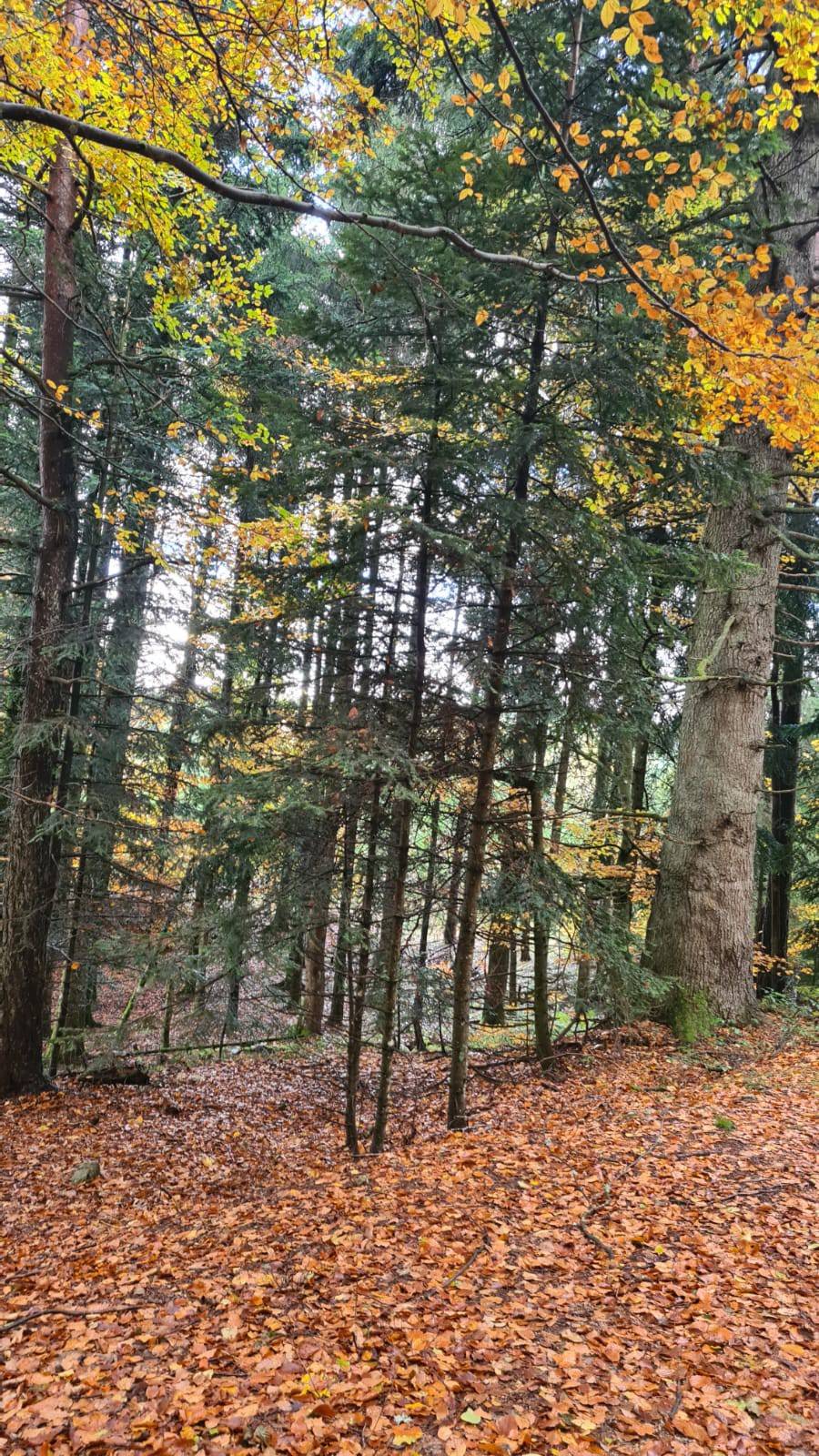 Forêt  de plus de 12Ha sur Le Chambon sur Lignon