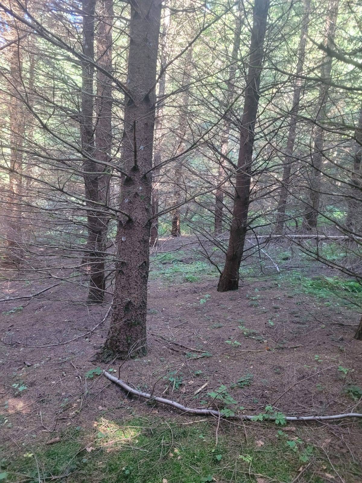 Foret Multi-essences proche de Saint Agrève