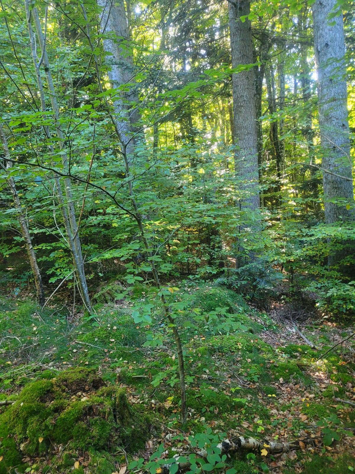 Foret Multi-essences proche de Saint Agrève