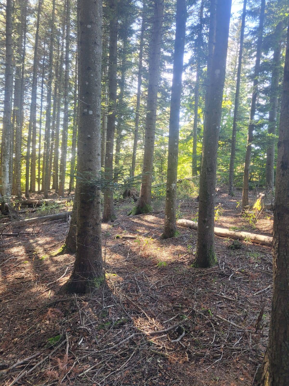 Foret Multi-essences proche de Saint Agrève