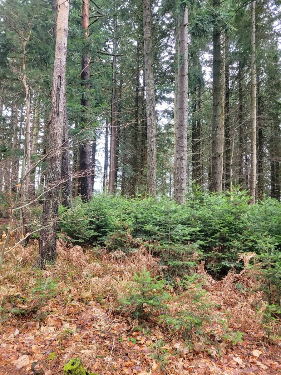 Terrain agricole et parcelles de bois