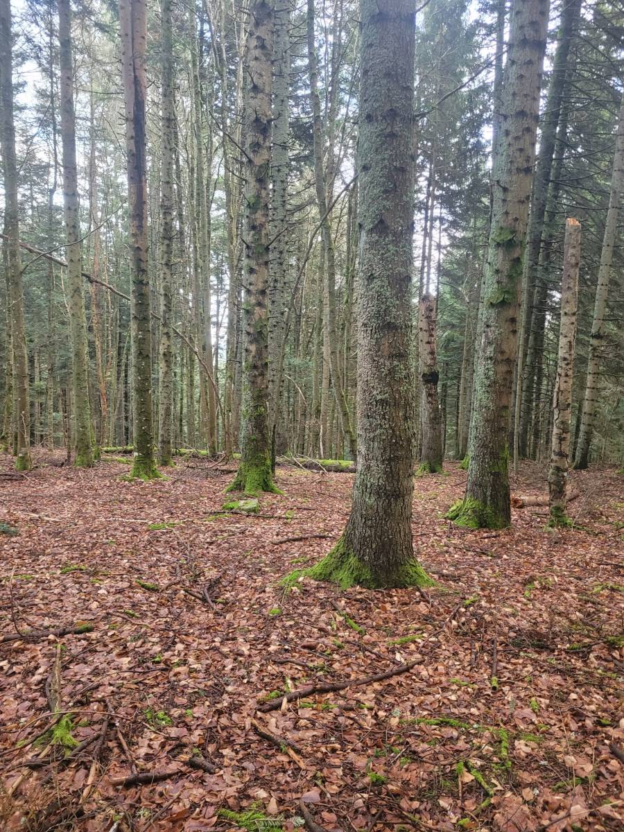Terrain agricole et parcelles de bois