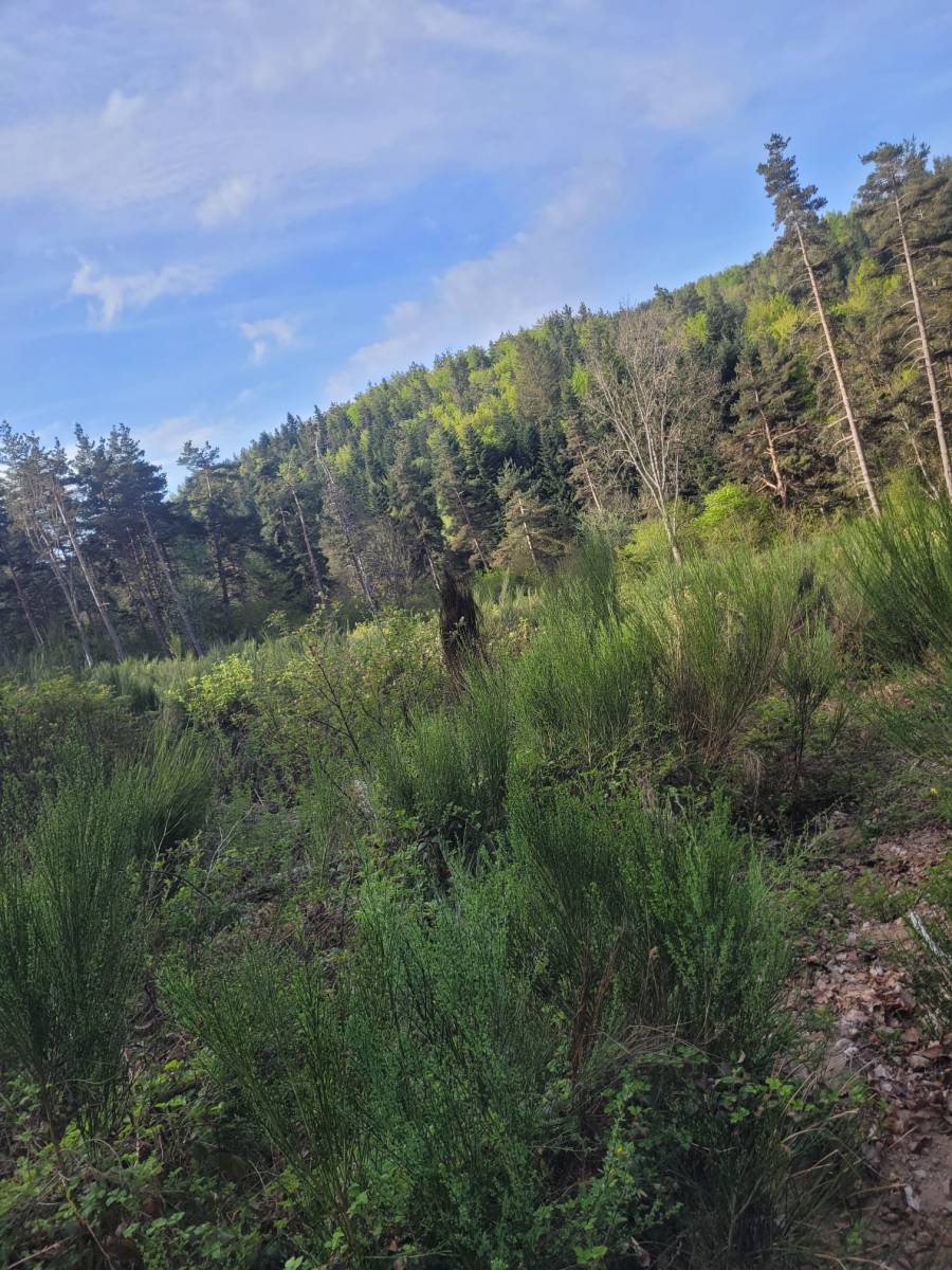 Foret Saint Agrève