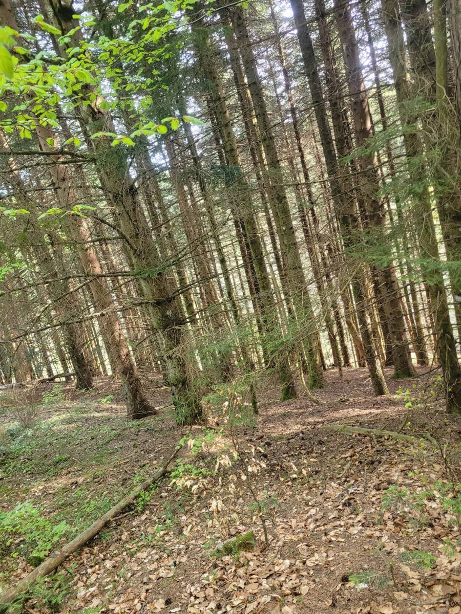 Foret Saint Agrève