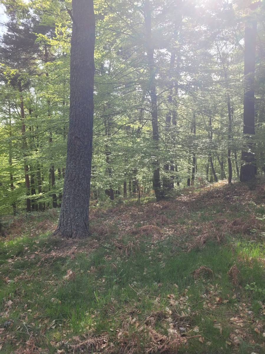 Foret Saint Agrève