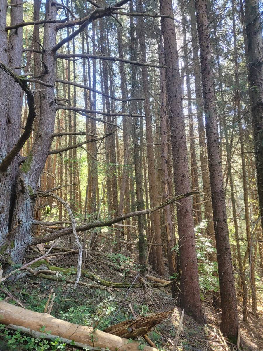 Foret Saint Agrève