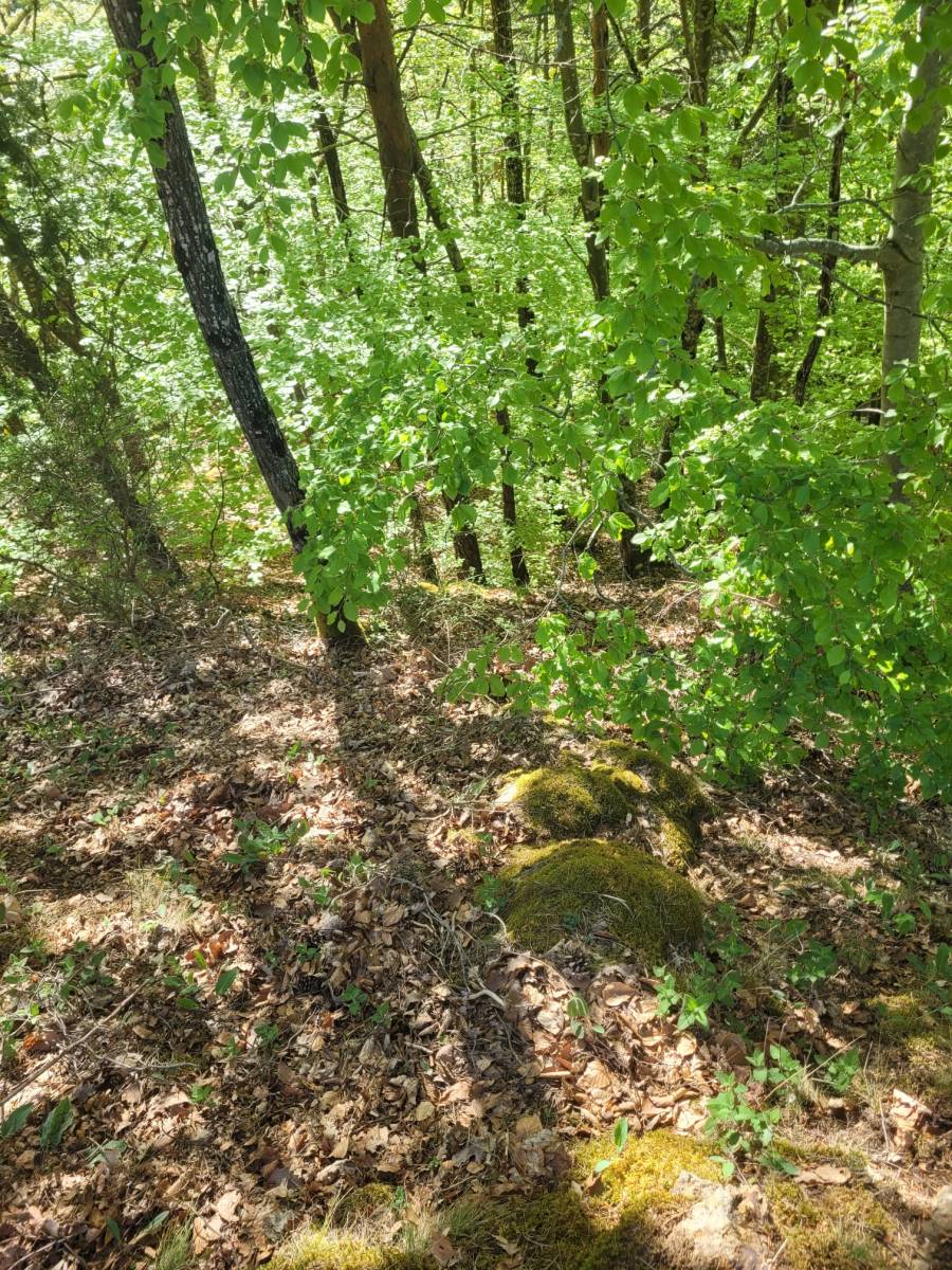 Foret Saint Agrève