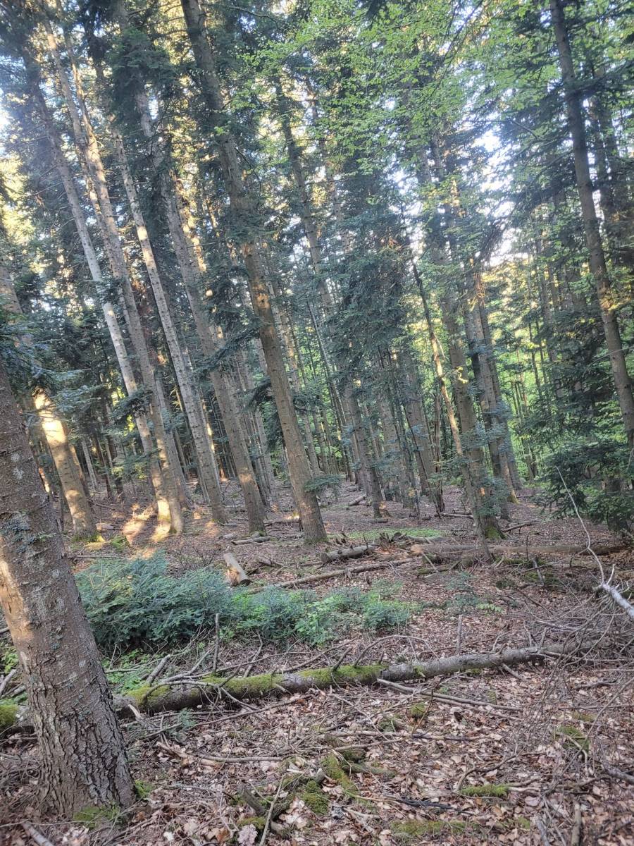 Foret Saint Agrève
