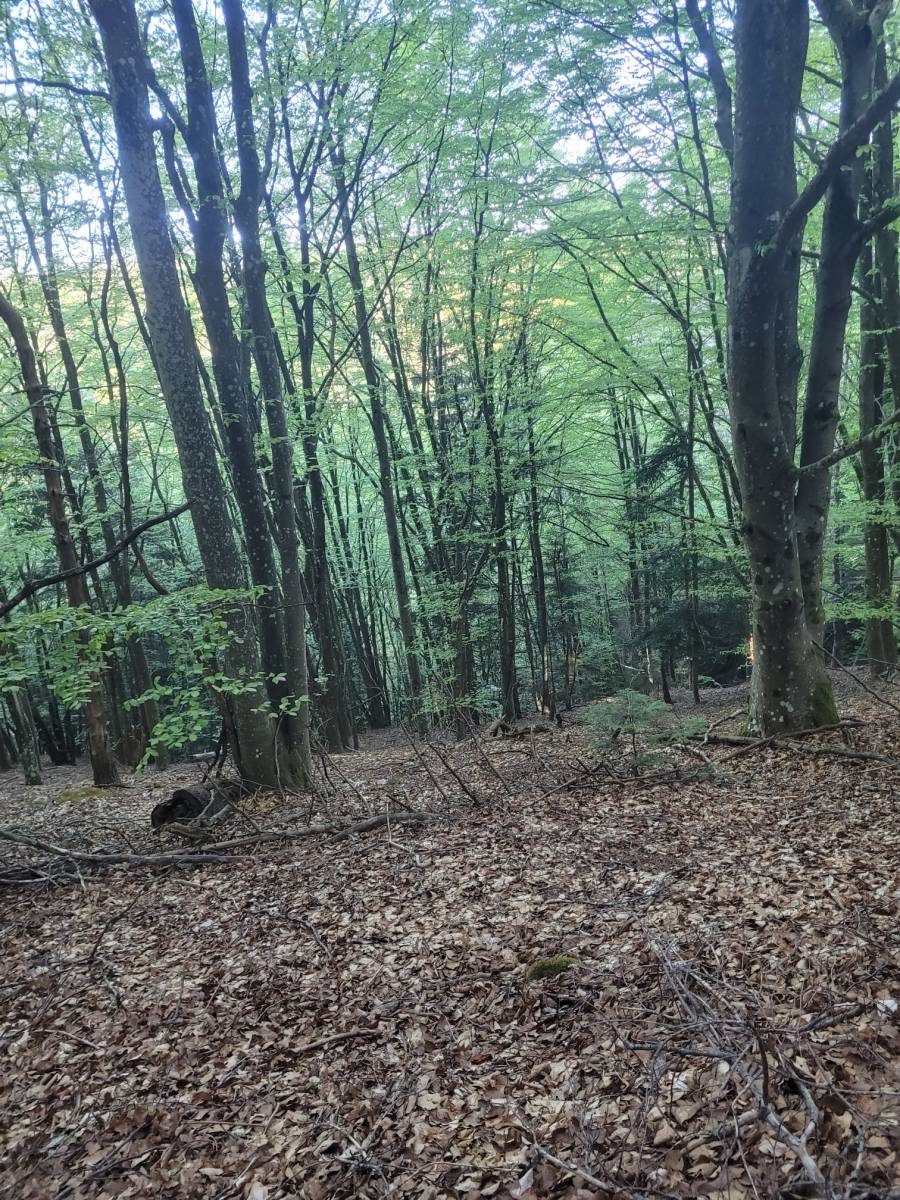 Foret Saint Agrève