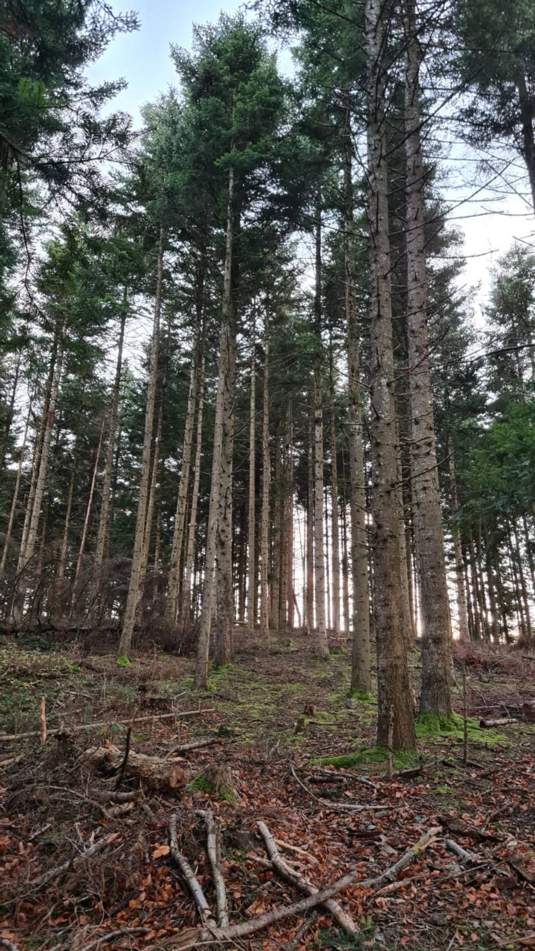 Parcelles de Bois et Foret