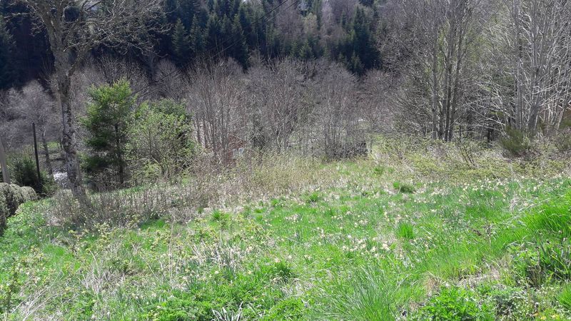 Terrain. Le Chambon sur Lignon, proche centre village. Expo sud. 1080m².
