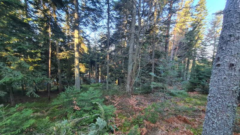 Terrain constructible belle vue expo sud-ouest à proximité du Chambon sur Lignon