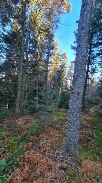 Terrain constructible belle vue expo sud-ouest à proximité du Chambon sur Lignon