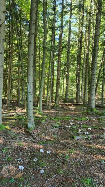 Parcelle de Bois Campagne du Mazet Saint Voy
