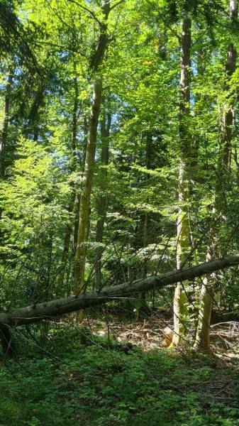 Parcelle de Bois Campagne du Mazet Saint Voy