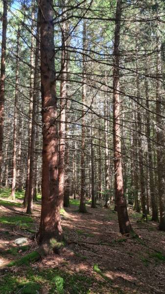 Parcelle de Bois Campagne du Mazet Saint Voy