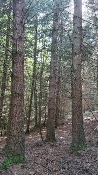 Parcelle de Bois Campagne du Mazet Saint Voy