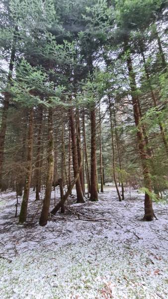 Parcelles de bois à proximité du village du Chambon sur Lignon