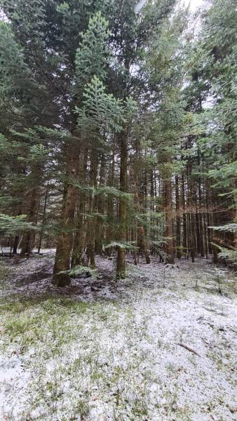 Parcelles de bois à proximité du village du Chambon sur Lignon