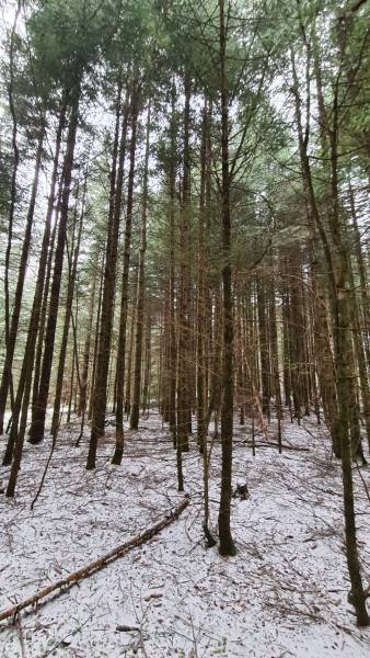 Parcelles de bois à proximité du village du Chambon sur Lignon