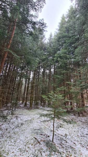 Parcelles de bois à proximité du village du Chambon sur Lignon