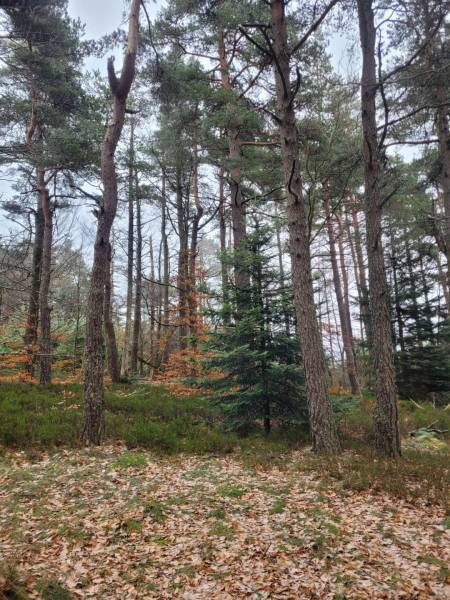 Foret Multi-essences proche de Devesset
