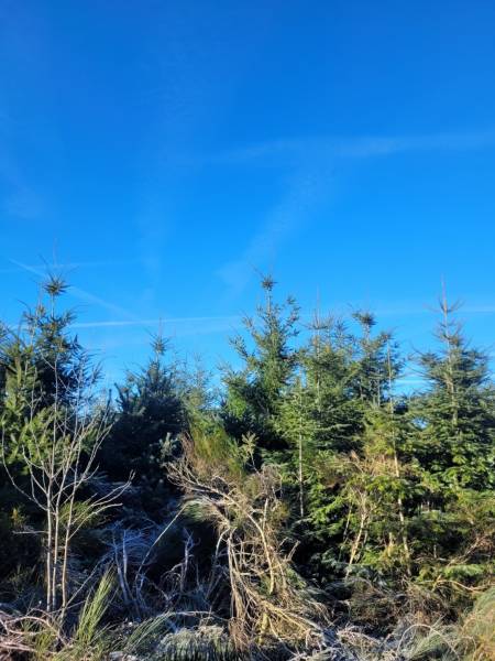 Foret Multi-essences proche de Devesset