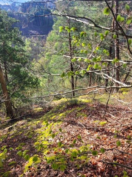 Parcelles de Bois et Foret Ardèche Verte