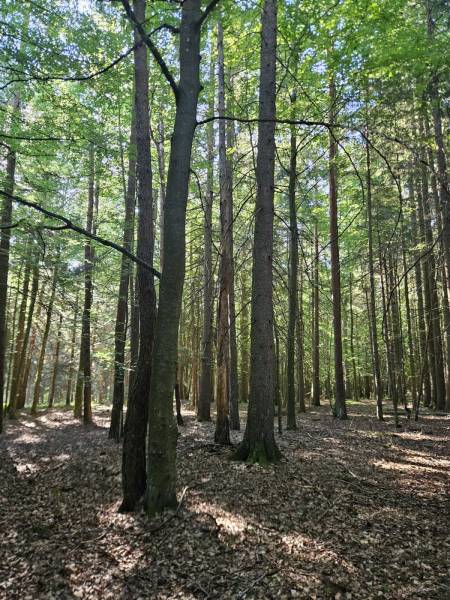 TERRAINS BOIS ET FORETS