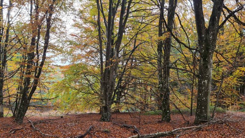 Forêt  de plus de 12Ha sur Le Chambon sur Lignon