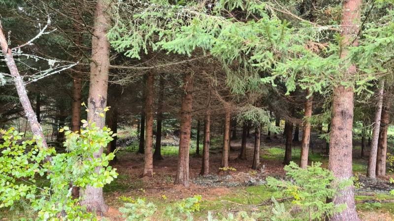 Forêt  de plus de 12Ha sur Le Chambon sur Lignon