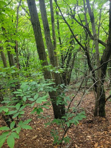 Foret Multi-essences sur la commune de MARIAC